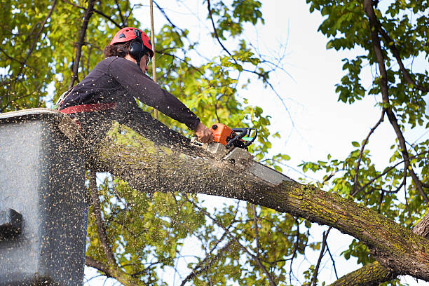 Trusted Kimball, NE Tree Services Experts